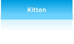 Kitten